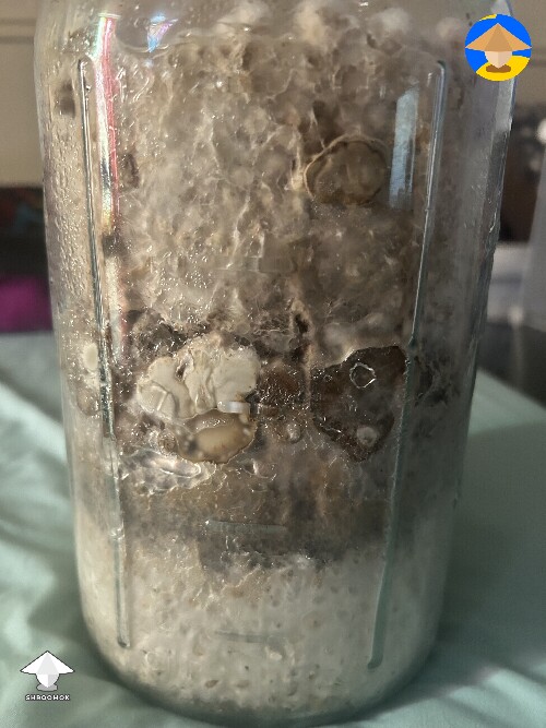 P. Tampanensis - sclerotia growing in jar