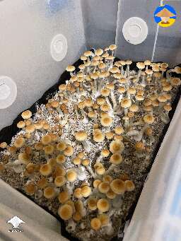 Cubensis Koh Samui second flush ready to harvest