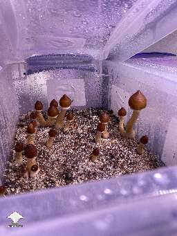 Golden Teacher caps look so cool, like those little canes that kings and queens have