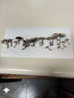Cubensis B+ harvest