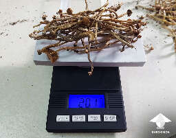 How to dry tampanensis mushrooms
