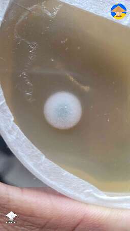 Did I get contamination? Update - has color now