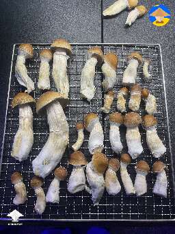 HillBilly mushrooms cultivated from bags 2 lb of grain 3 lb of just coir substrate #3