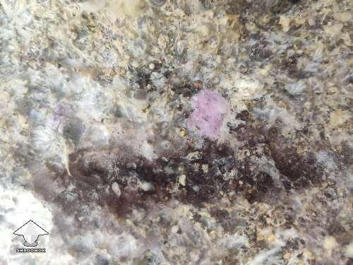 Pink mold