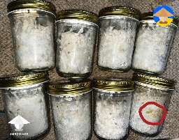 Colonized grain spawn jars and areas (red) to avoid for spawn to bulk