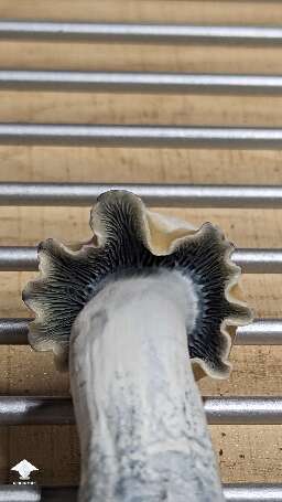 Clockwork Orange mushroom
