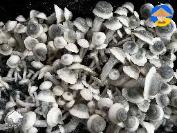 Another tub of Iceberg mushrooms that that was too wet and had mildew/rotting in one area