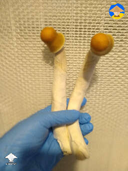 DC Mak 95 giant shrooms