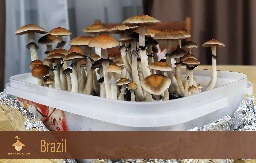 Psilocybe cubensis growing brazil first flush