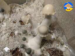 Deep Blue Yeti magic mushrooms fruiting