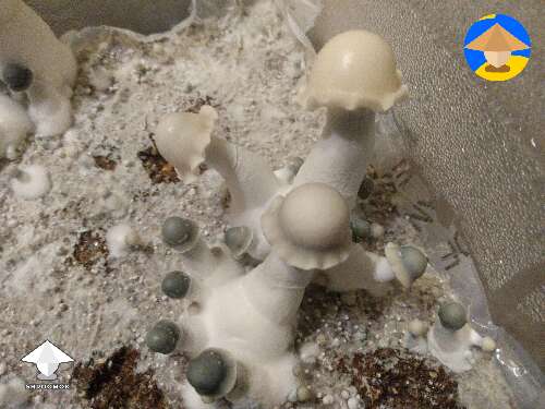 Deep Blue Yeti magic mushrooms fruiting