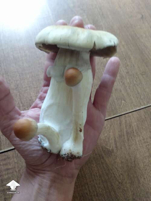 Hillbilly pumpkin huge mushroom