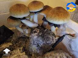 Cubensis Z strain growing #3
