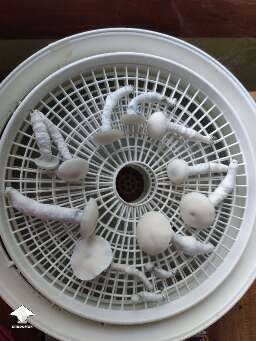 Harvested some TAT Smurf mushrooms