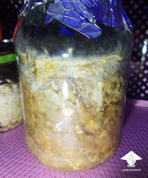 Sclerotia growing in jar