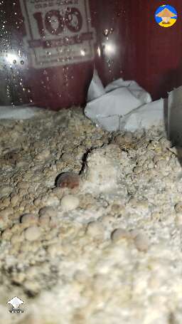 APE mutation - blobs plus tiny white dots at the same time