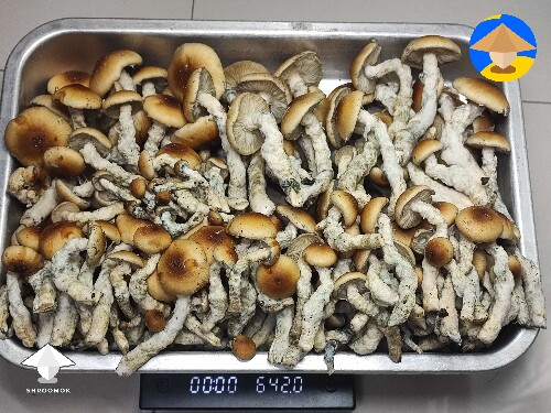 KSSS strain 1st flush - harvested 642 grams