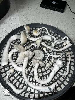 Albino Trinity mushrooms harvest