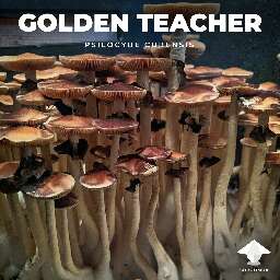 Golden teacher mushroom cultivation and effects