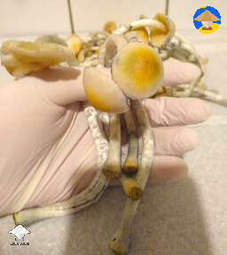 Third flush Psilocybe Natalensis low spore isolation