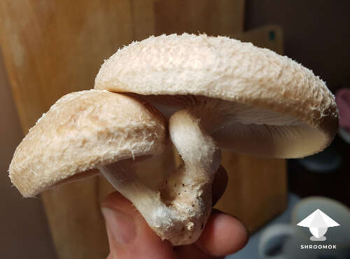 Shiitake harvesting small block