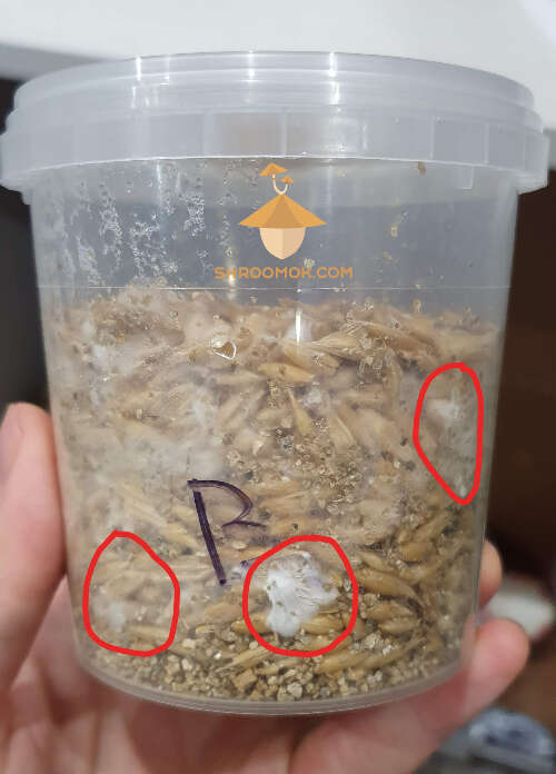 First mycelium psilocybe cubensis brazil