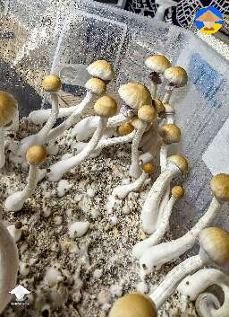 Tidal Wave shrooms in 52 quarts tub, flush 5, mix of rye/milo/sorghum for spawn