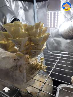 Yellow Oysters mushrooms for those who love gourmets here #2