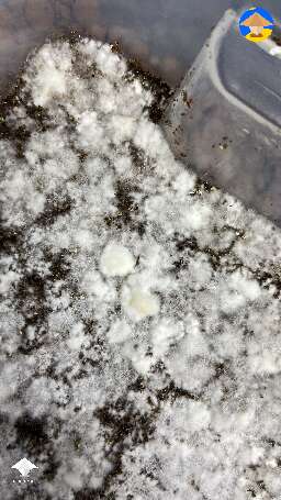 Trich contam? 3 days in FC
