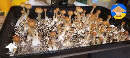 Cubensis Entheogen Explosion strain, Day by day shrooms development