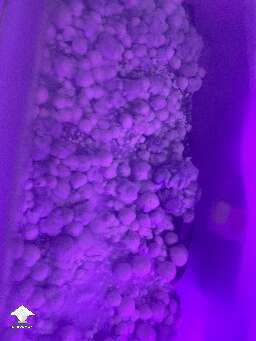 Psilocybe cubensis Shakti magic mushrooms