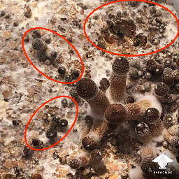 Aborted and normal mushrooms