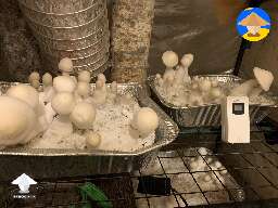 Jack Frost cubensis magic mushrooms