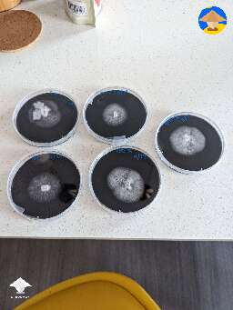 Some black agar i was playing with late last year. Ended up using it for agar to grain and it worked incredibly well