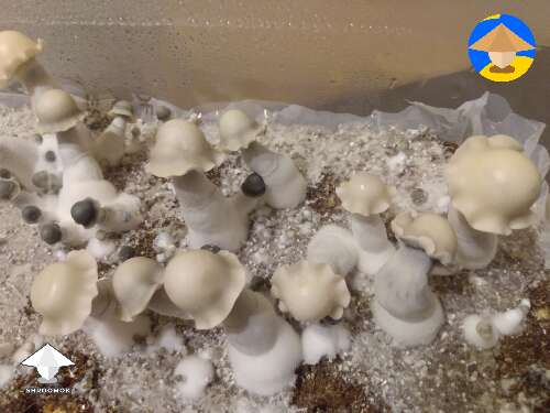 Deep Blue Yeti mushroom fruiting in tub
