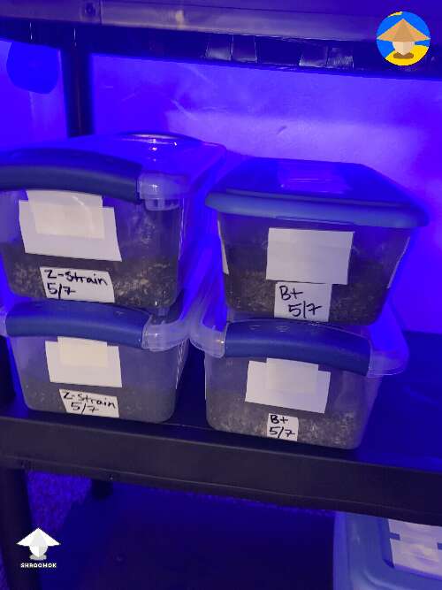 Got around to getting these 4 tubs setup for growing mushrooms #2