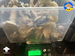 Harvested Cubensis Jack Frost
