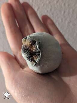 Cubensis Steel Magnolia that did a funky