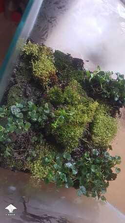 Unusual closed florarium experiment