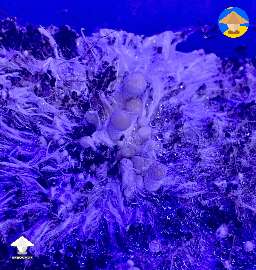 Melmac mushrooms day 5
