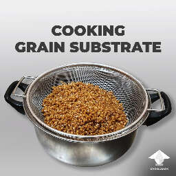 Cooking grain substrate
