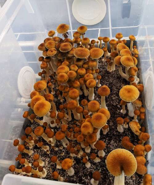 Mushroom fruiting in monotub