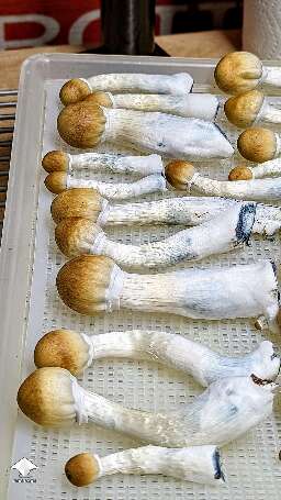 Harvested Tidal Wave flush #2