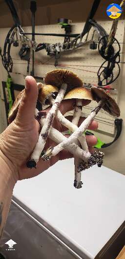 Blue Magnolia mushrooms