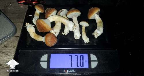 Some Cubensis Blue Meanies harv by MrsDuckyness