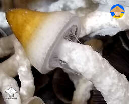 Nice flush of Yellow Umbo mushrooms