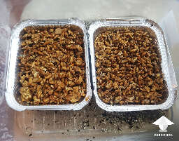 Mushroom cake for tampanensis fruiting