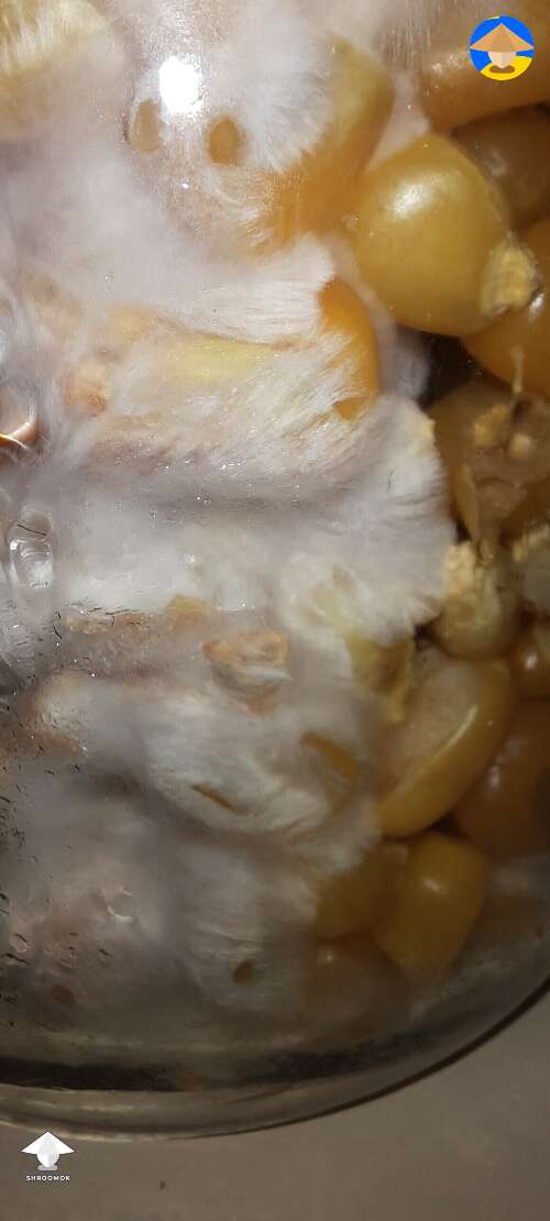 Corn grain colonization with mycelium #2