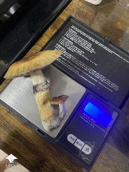 GT - 19.4 grams my biggest one yet, but technically its 2