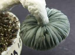 Blueing of the mushroom gills - PF albino mutation